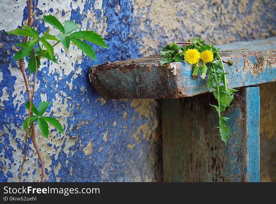 Leaf, Flower, Flora, Wall