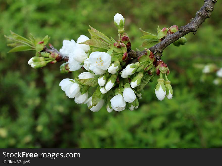 Flora, Plant, Spring, Blossom