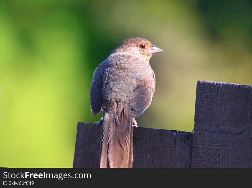 Bird, Beak, Fauna, House Finch