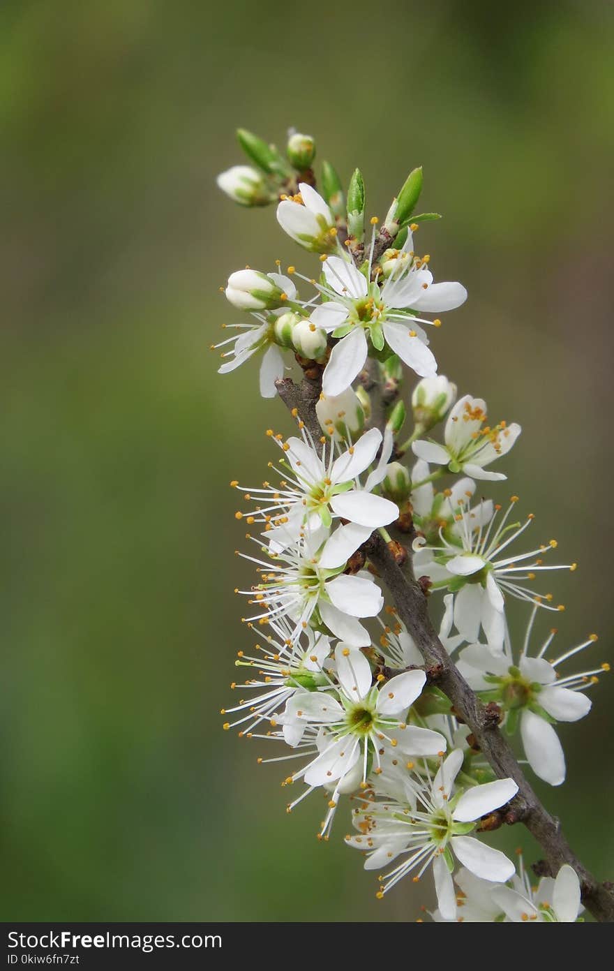 Flora, Flower, Plant, Spring