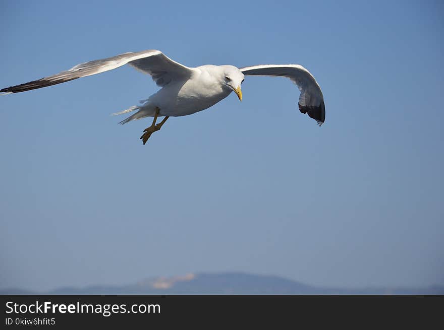 Bird, Seabird, Beak, Sky