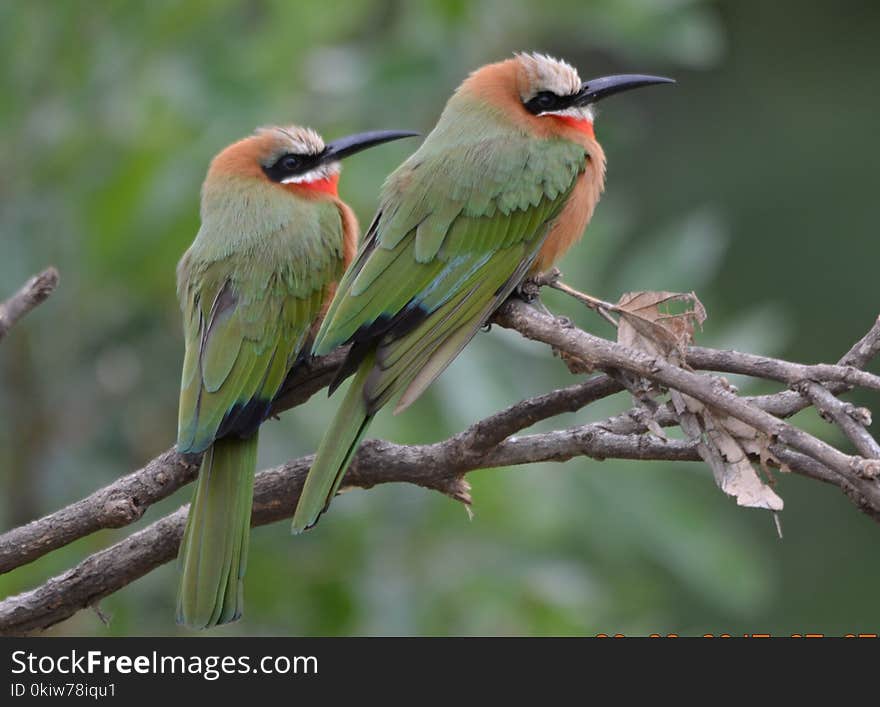 Bird, Ecosystem, Fauna, Bee Eater