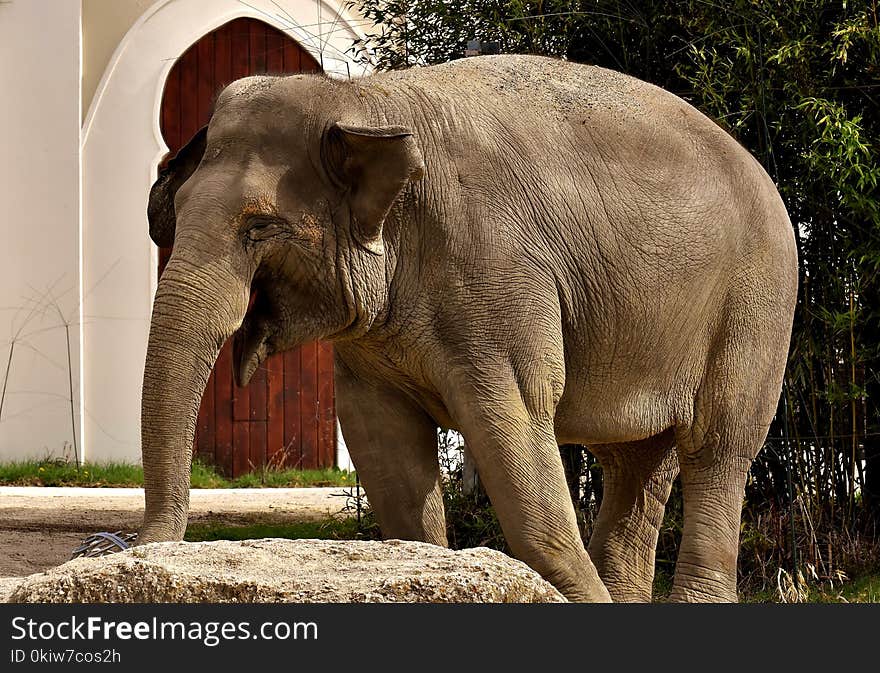 Elephant, Elephants And Mammoths, Terrestrial Animal, Indian Elephant