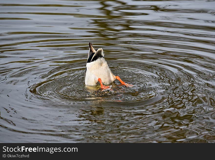 Bird, Water, Duck, Water Bird