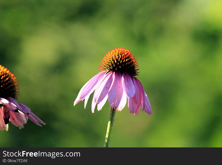 Flower, Flora, Nectar, Coneflower