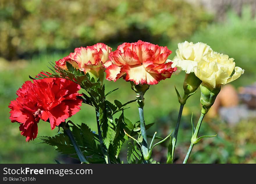 Flower, Plant, Flowering Plant, Rose Family