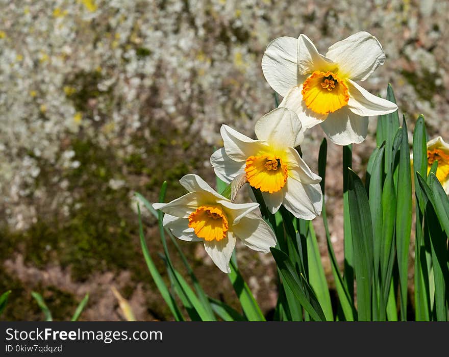 Flower, Plant, Flowering Plant, Flora