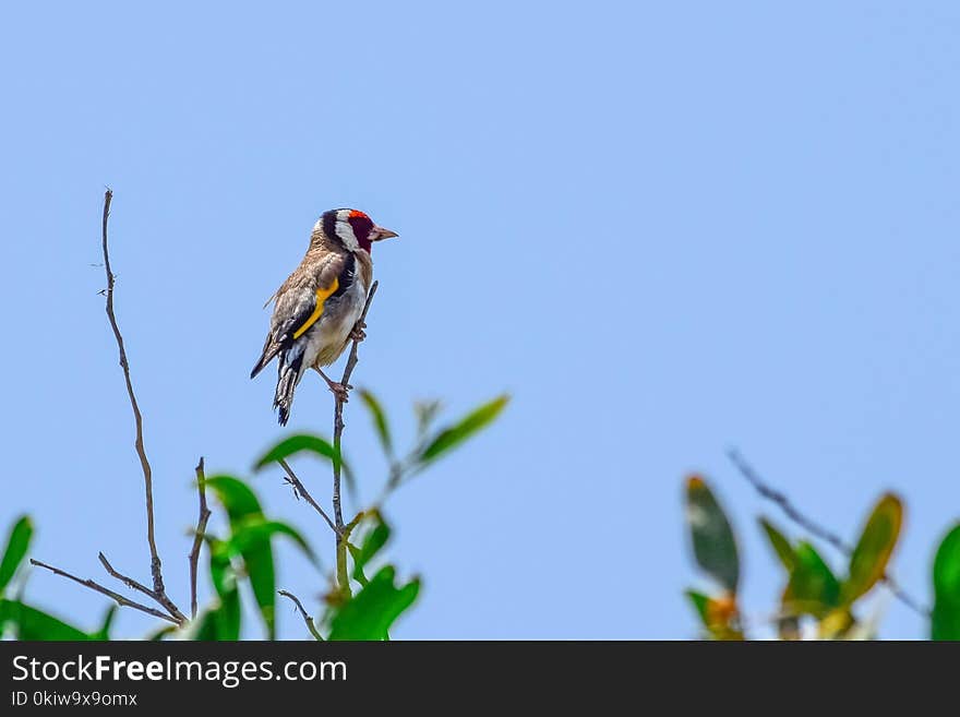 Bird, Fauna, Beak, Ecosystem