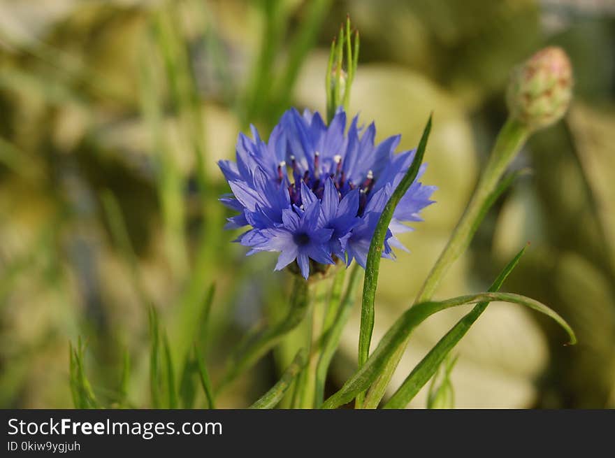 Flower, Flora, Plant, Close Up