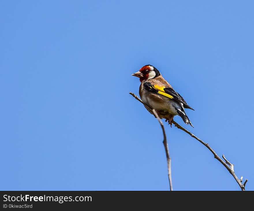 Bird, Fauna, Finch, Beak