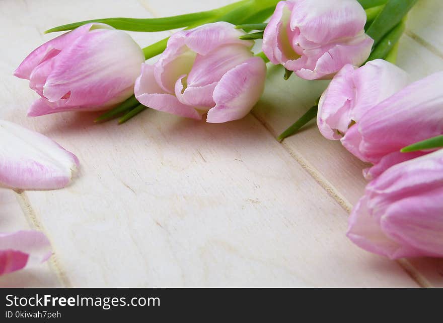 Flower, Pink, Flowering Plant, Plant