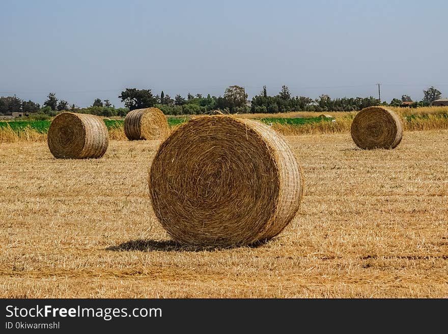 Hay, Field, Agriculture, Straw