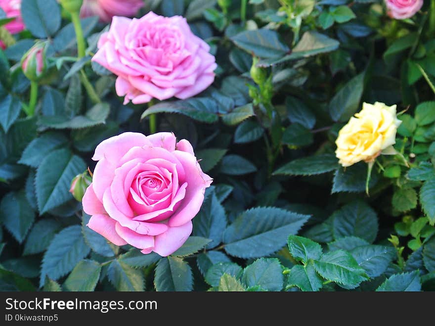 Flower, Rose, Rose Family, Plant