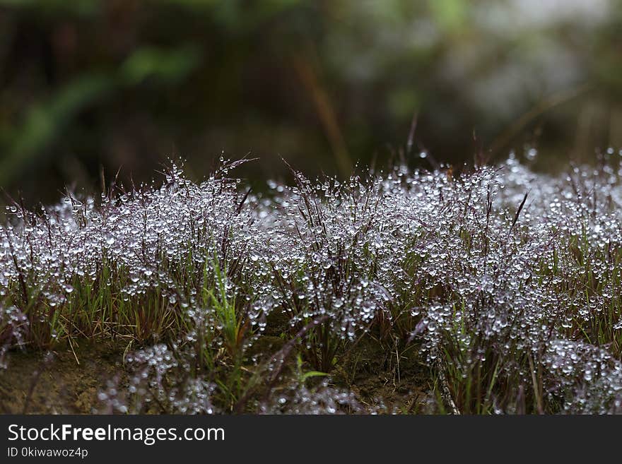 Vegetation, Flora, Water, Grass