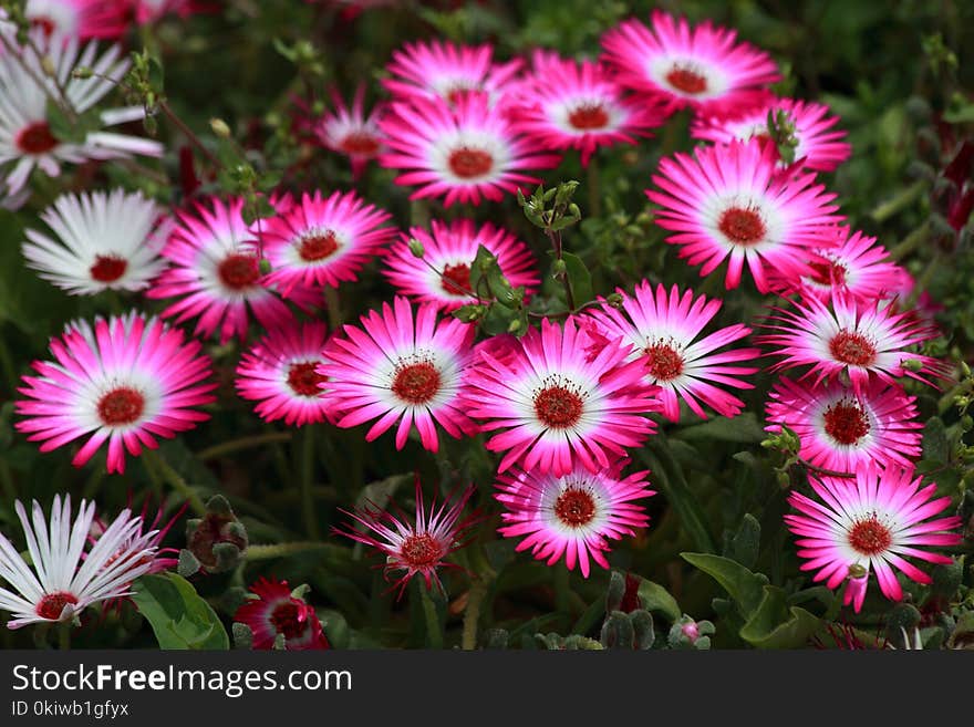 Flower, Plant, Dorotheanthus Bellidiformis, Flowering Plant