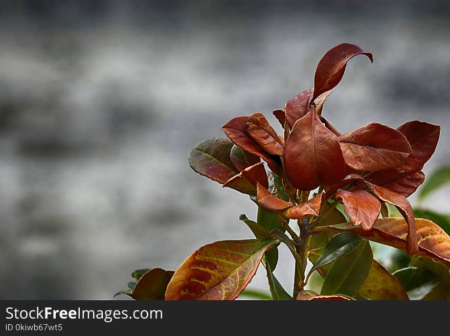 Leaf, Flora, Plant, Branch