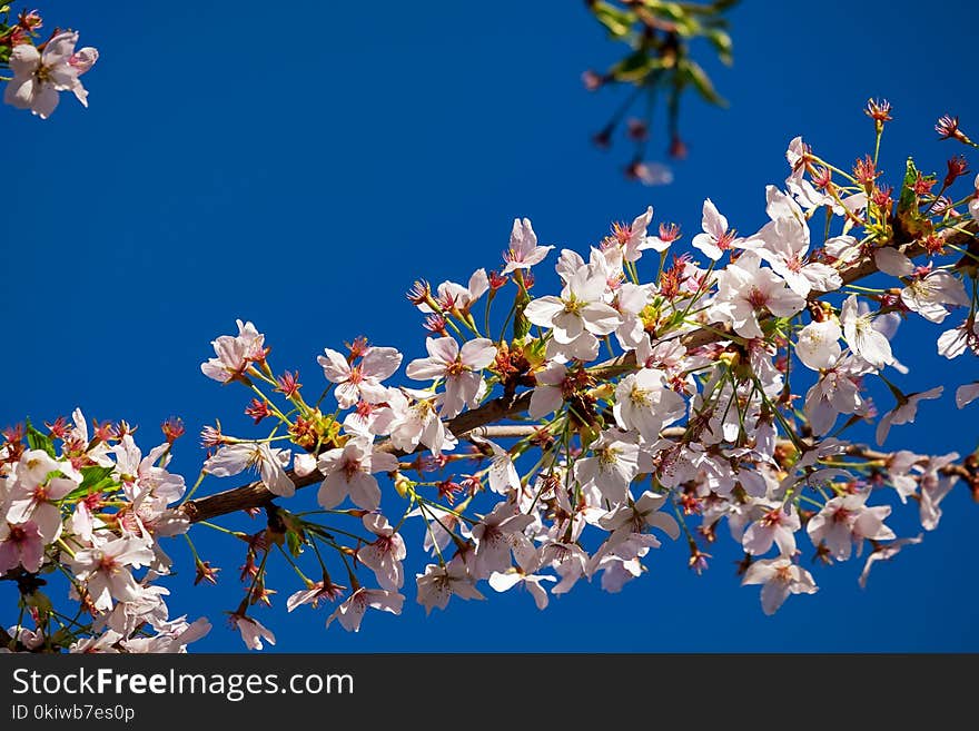 Blue, Blossom, Flower, Sky