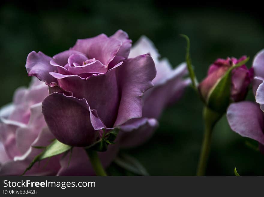 Flower, Rose Family, Rose, Purple