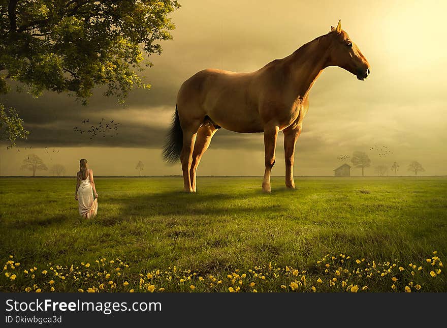 Horse, Grassland, Pasture, Ecosystem