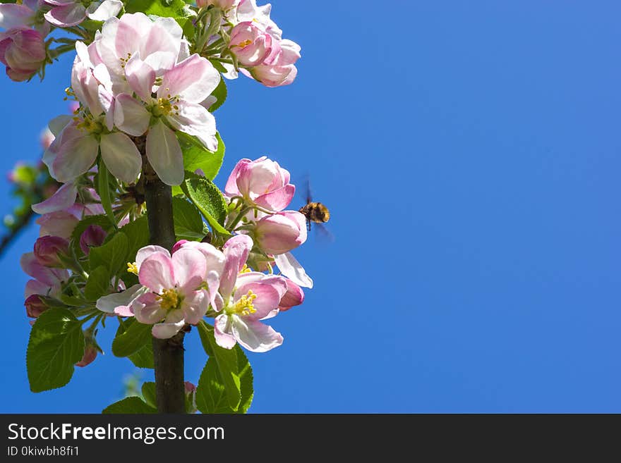 Blossom, Branch, Pink, Flower