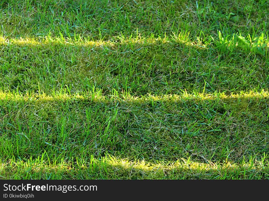 Grass, Vegetation, Ecosystem, Grassland