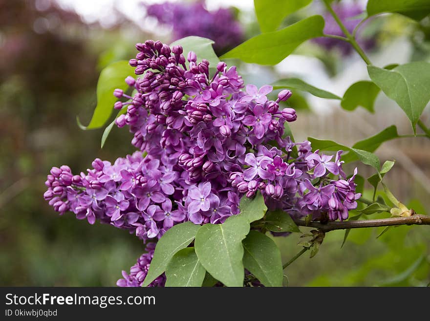 Flower, Lilac, Plant, Purple