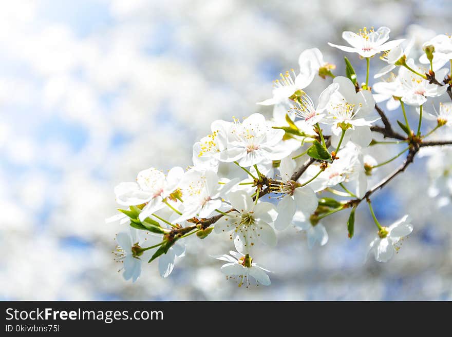 Blossom, Branch, Flower, Spring