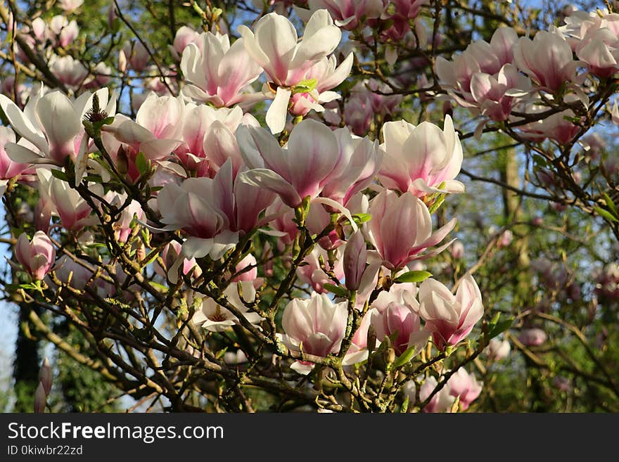 Plant, Flower, Flowering Plant, Spring