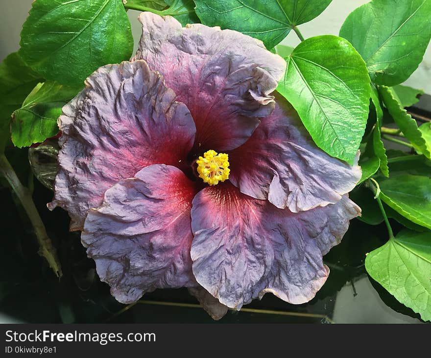 Flower, Plant, Flowering Plant, Hibiscus