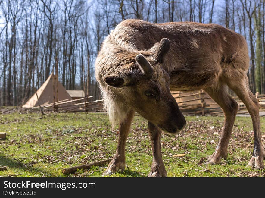 Wildlife, Fauna, Reindeer, Deer