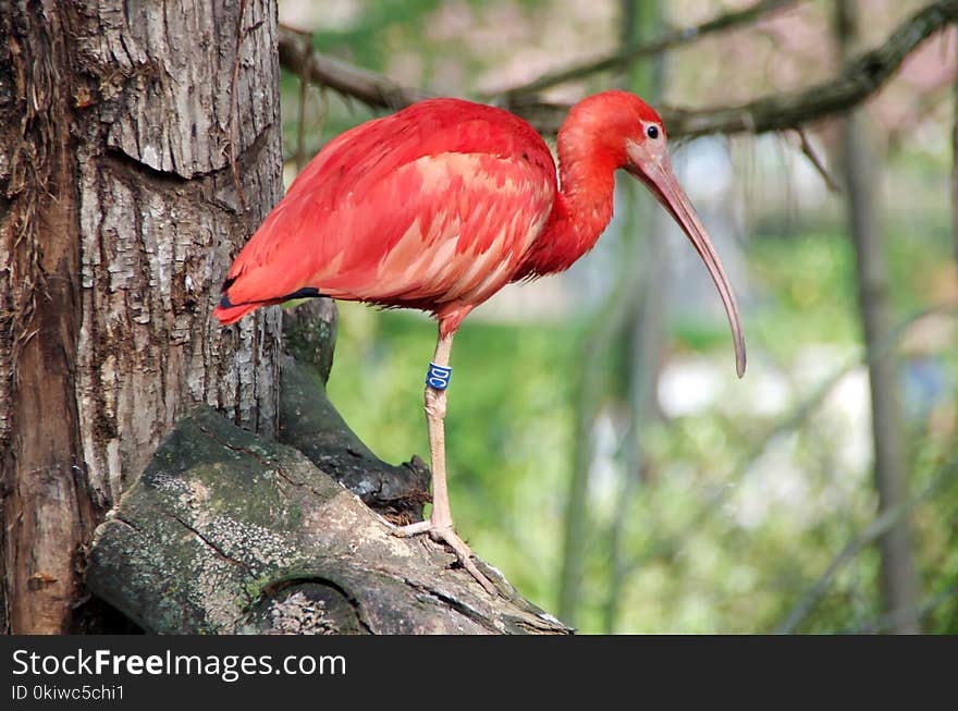 Bird, Ibis, Beak, Fauna