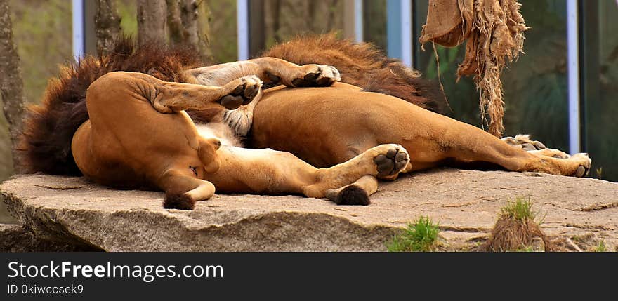 Lion, Terrestrial Animal, Wildlife, Zoo