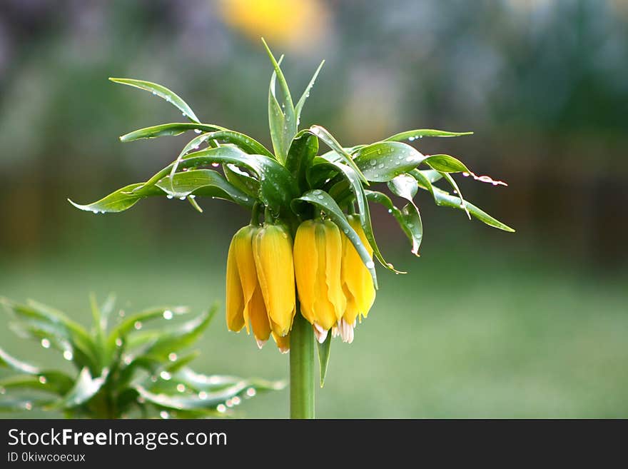 Flower, Plant, Fritillaria, Crown Imperial