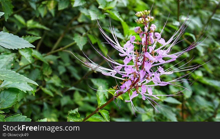 Plant, Flora, Flower, Flowering Plant