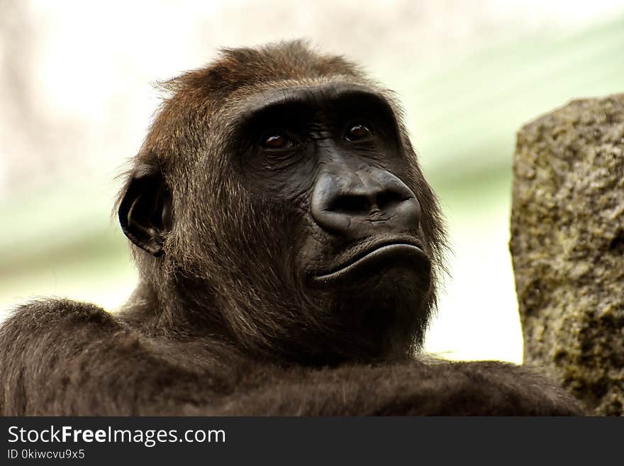 Face, Great Ape, Fauna, Mammal