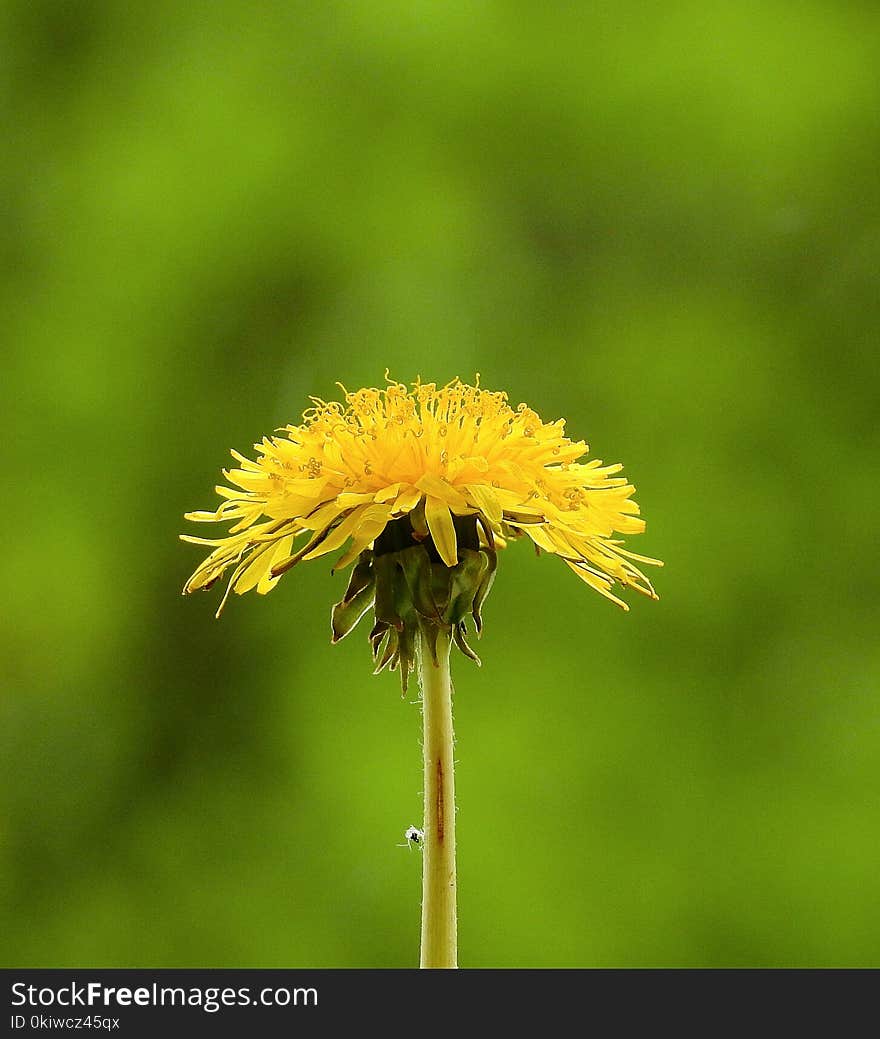 Flower, Dandelion, Sow Thistles, Flora