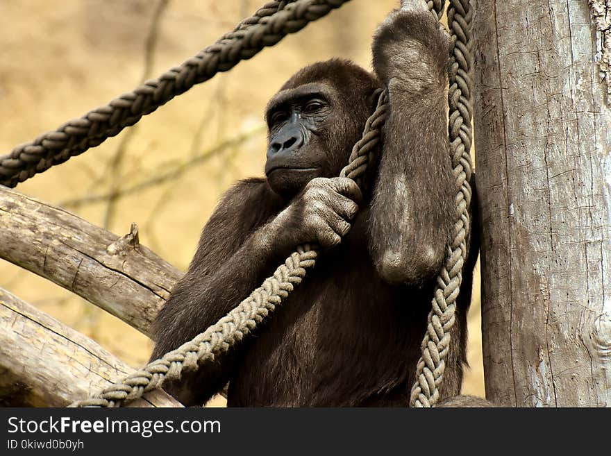 Fauna, Great Ape, Primate, Common Chimpanzee