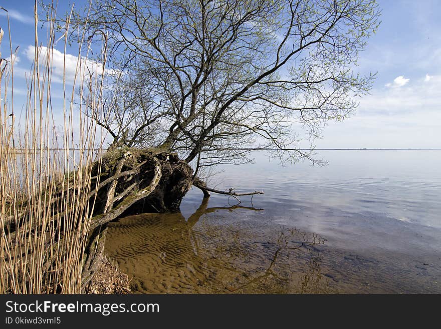 Water, Tree, Sky, Shore