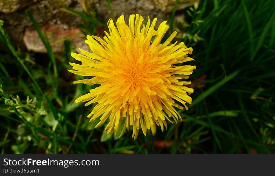 Flower, Yellow, Dandelion, Flora