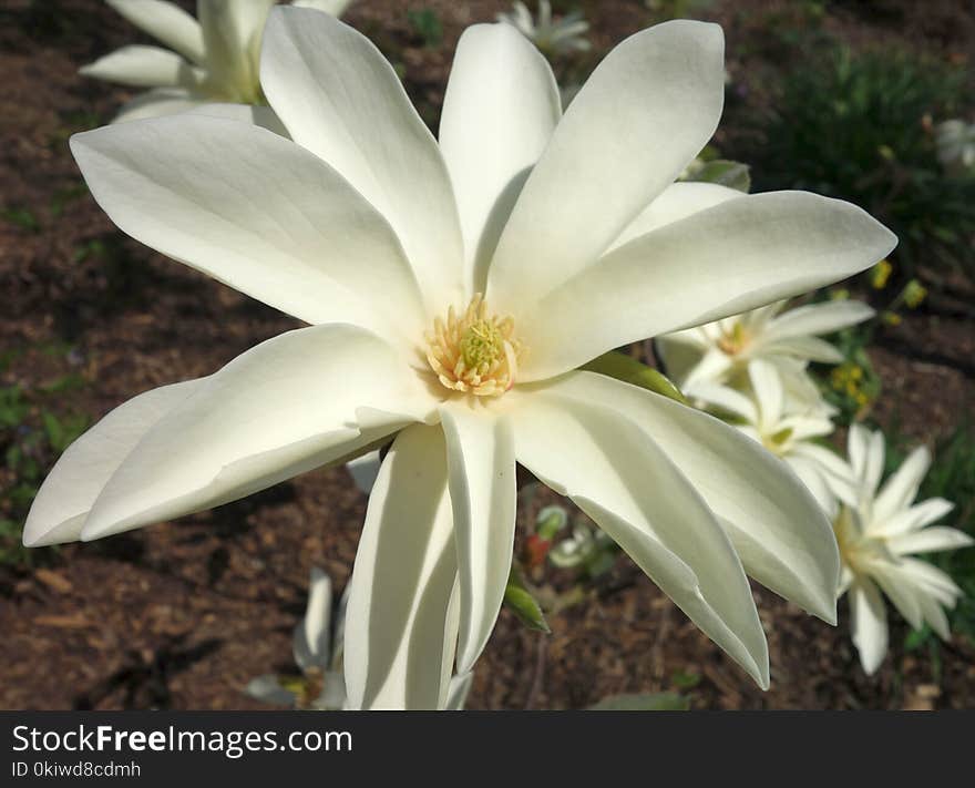 Flower, Plant, Flora, Flowering Plant