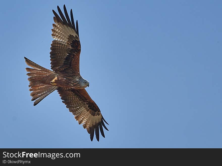 Accipitriformes, Bird, Bird Of Prey, Eagle