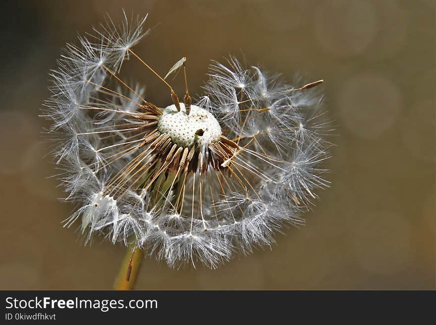 Flower, Flora, Dandelion, Close Up