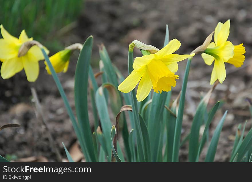 Flower, Plant, Yellow, Flora