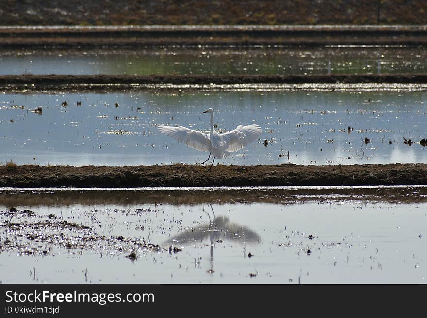 Water, Bird, Fauna, Seabird