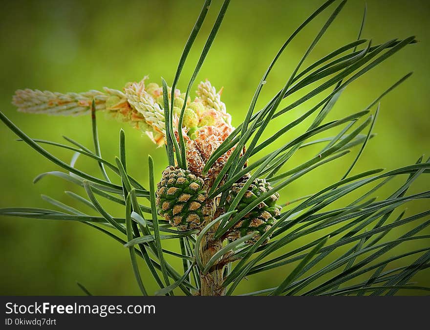 Vegetation, Grass Family, Plant, Casuarina