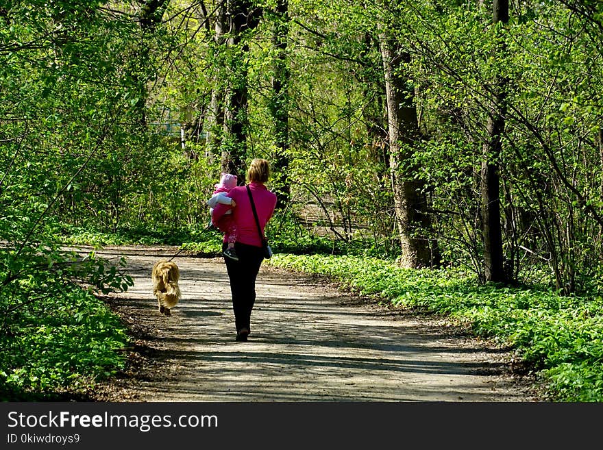 Path, Nature, Nature Reserve, Tree