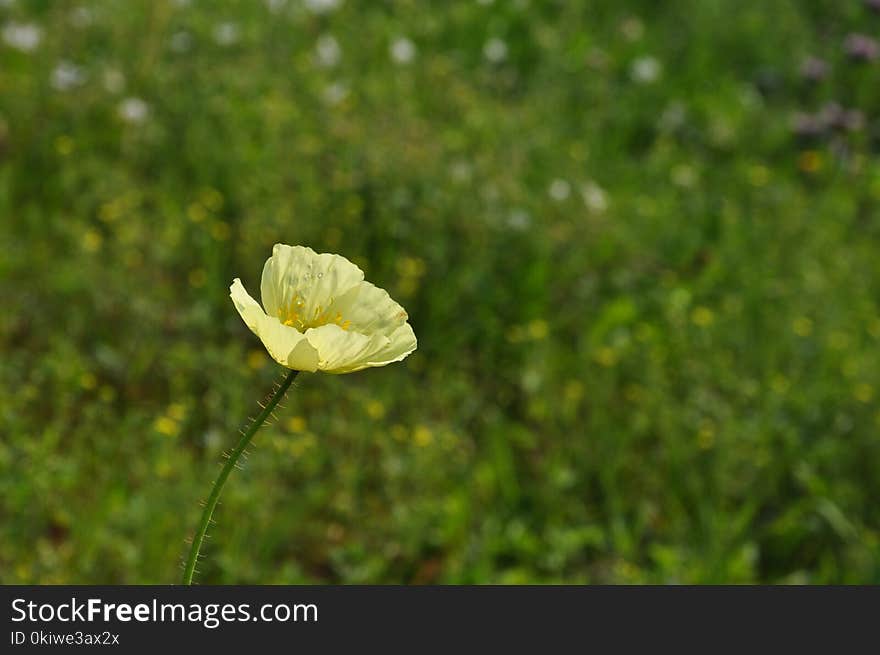 Flower, Wildflower, Vegetation, Meadow