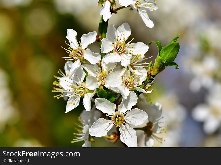 Blossom, Flower, Spring, Branch