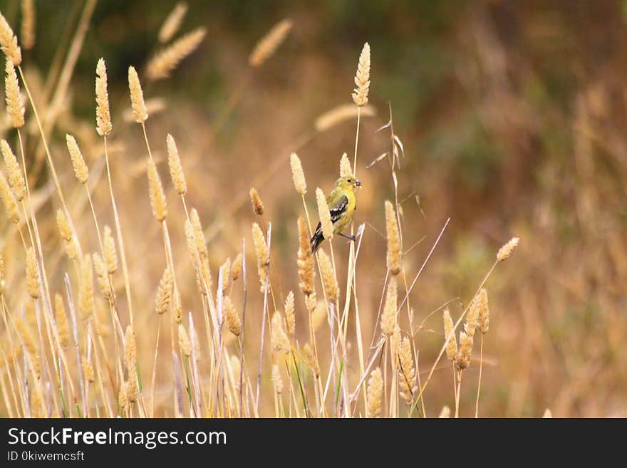 Fauna, Wildlife, Grass Family, Grass