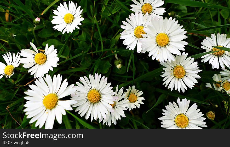 Flower, Oxeye Daisy, Daisy, Daisy Family